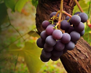 Важливою особливістю будь-якого домашнього алкоголю на основі винограду є в першу чергу те, що ці ягоди в повній мірі зберігають містяться в них корисні речовини
