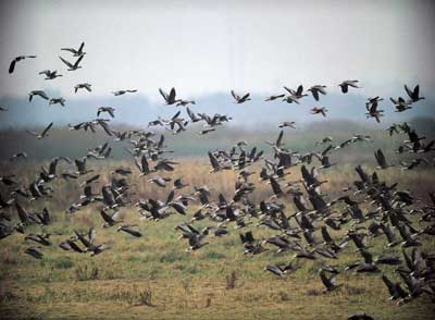 Полювання на птицю - одна з найбільш захоплюючих і цікавих чоловічих забав